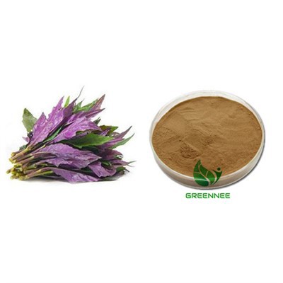 Begonia Fimbristipulata kivonat 10:1 - 200:1